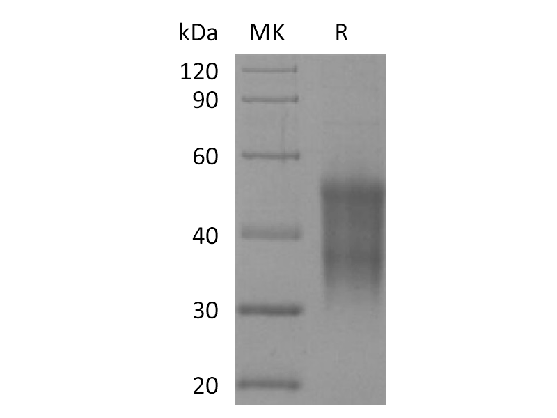 Recombinant Rhesus Macaque CD47 (N-6His-Flag)