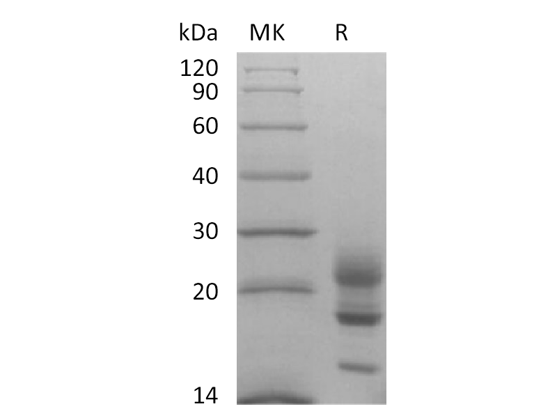 Recombinant Cynomolgus IL-17A (C-6His)