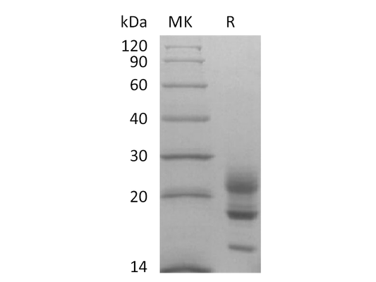 Recombinant Cynomolgus IL-17A (C-6His)