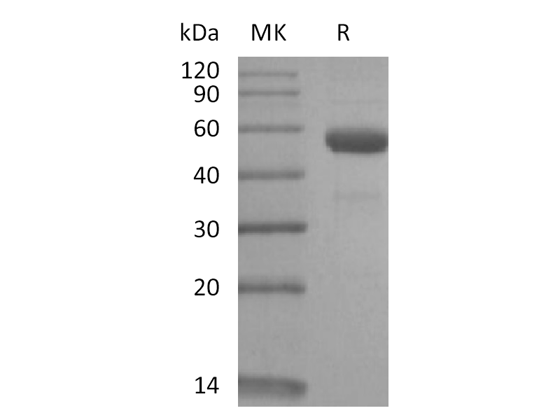 Recombinant Rhesus Macaque CD79B (C-Fc)