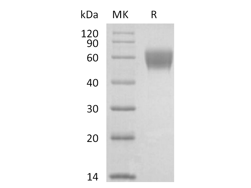 Recombinant Cynomolgus NKG2D (N-Fc)