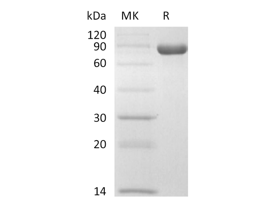 Recombinant Cynomolgus Nectin-4 (C-Fc)