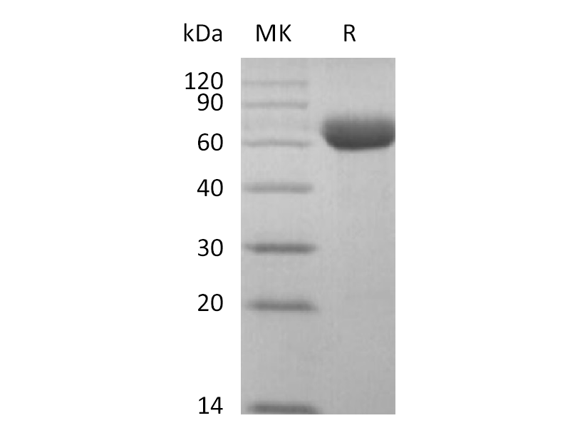 Recombinant Cynomolgus Siglec-15 (C-Fc)