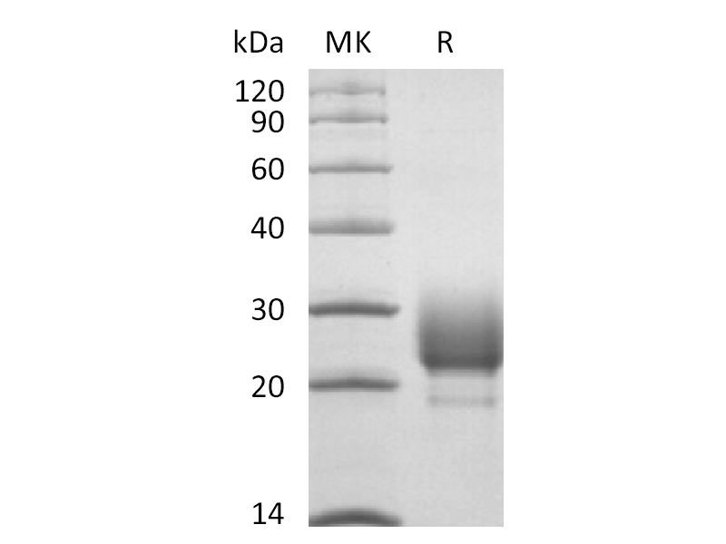 Recombinant Rhesus Macaque CD79B (C-6His)