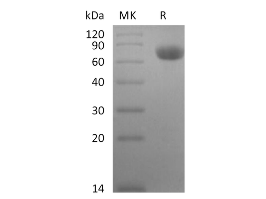 Recombinant Rhesus Macaque TNF RII (C-Fc)