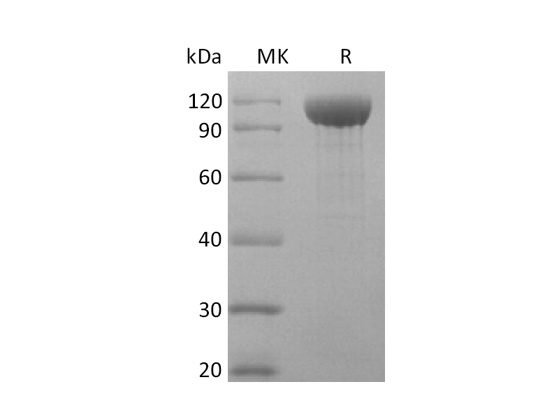 Recombinant Rhesus Macaque ANG2 (C-Fc)