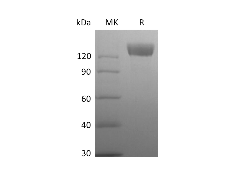 Recombinant Rhesus Macaque ACE-2 (C-Fc)