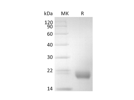Recombinant Cynomolgus IL-17F (C-6His)