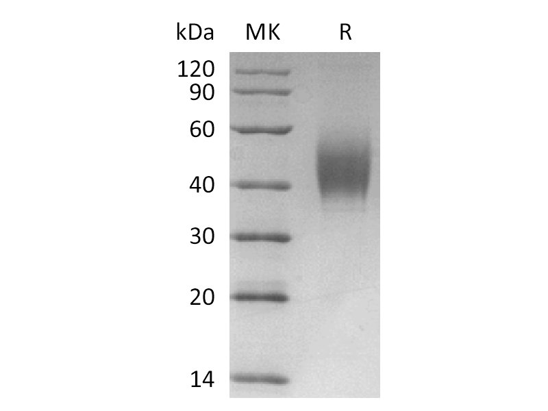 Recombinant Cynomolgus CD226 (C-6His)