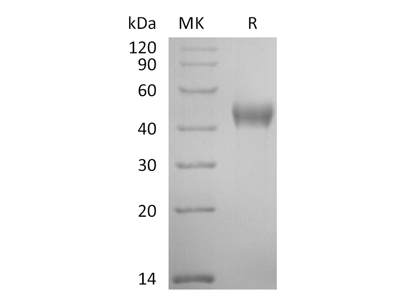 Recombinant Cynomolgus Nectin-2 (C-6His)