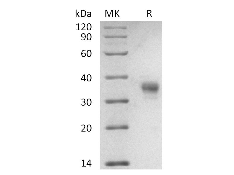 Recombinant Cynomolgus LILRB4 (C-6His)