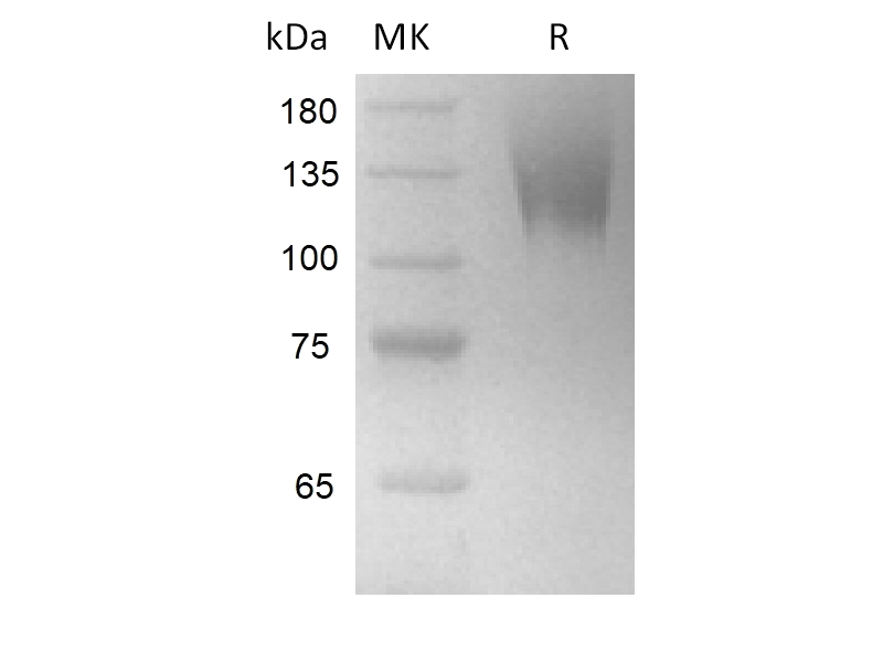 Recombinant Cynomolgus CEACAM5 (C-6His)