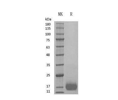 GMP Recombinant Human PDGF-BB
