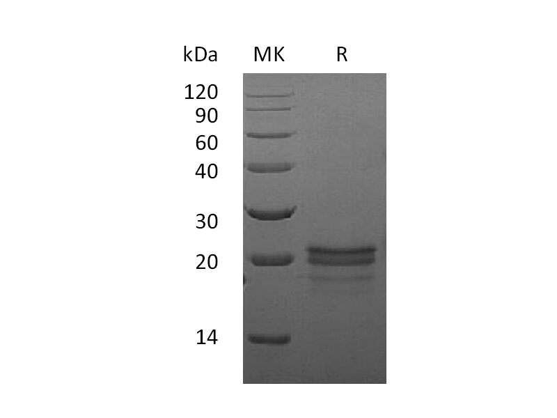 Recombinant Mouse VEGF 164