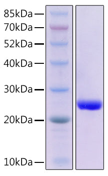 Recombinant Mouse Fas ligand/APTL/CD95 ligand/CD178 Protein