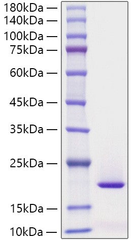 Recombinant Human REG3G Protein