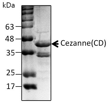 Recombinant Human OTU domain-containing protein 7B/Cezanne protein