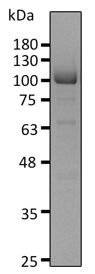Recombinant Human Ubiquitin-protein ligase E3A/UBE3A protein