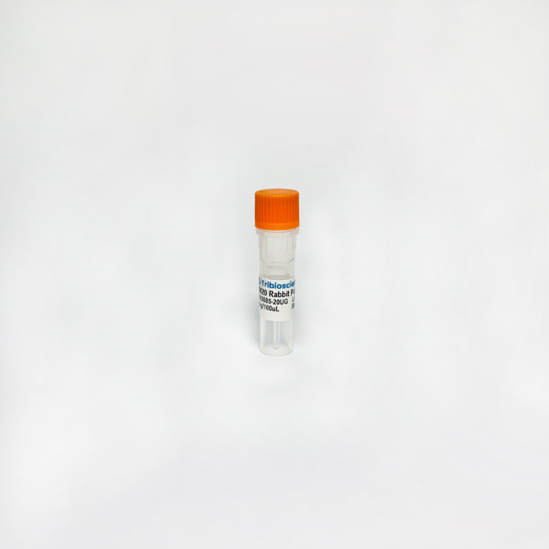 RBM20 Rabbit Polyclonal Antibody