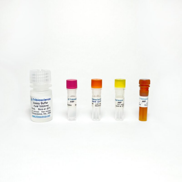 AMP Colorimetric Assay