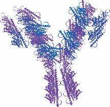 Anti-MART-1 Antibody