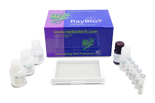 Nipah Virus Glycoprotein (G) Human IgG ELISA Kit