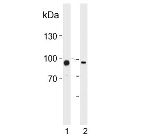 Transglutaminase 2 Antibody