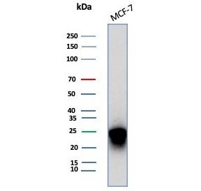 Western blot testing of human MCF-7 cell lysate with CD99 antibody (clone MIC2/7863). Predicted mole