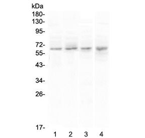 CCKBR Antibody
