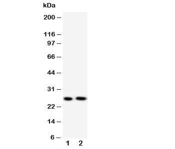 Surfactant Protein A Antibody