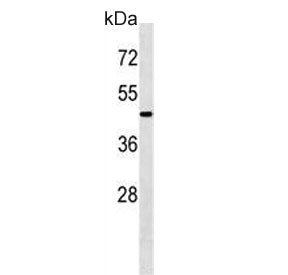 ATG4A Antibody