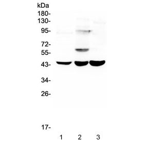ELAVL2 Antibody / ELAV-like protein 2