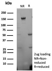 CD27 Antibody