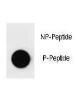 p-PARP-1 Antibody (pS373)