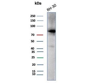 CTNNB1 Antibody / Beta Catenin