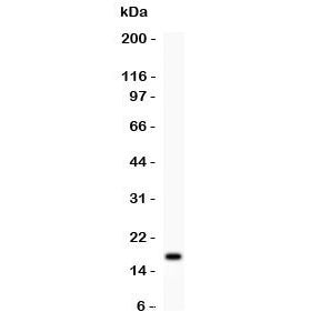 IL16 Antibody