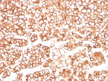 IHC staining of FFPE human adrenal gland tissue with MDR1 antibody (clone MDR1/8962R). HIER: boil ti