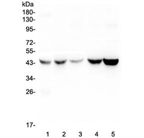 Alpha 1 microglobulin Antibody / AMBP