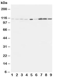 EphA1 Antibody