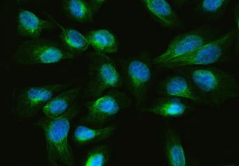 Immunofluorescent staining of FFPE human U-2 OS cells with ARL13B antibody (green) and DAPI nuclear 