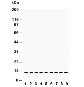 Cytochrome C Antibody