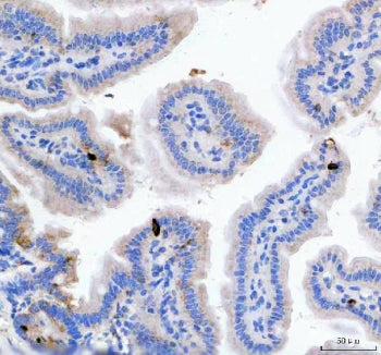 IHC staining of FFPE mouse colon tissue with Gip antibody. HIER: boil tissue sections in pH8 EDTA fo