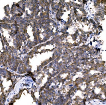 CASP9 Antibody / Caspase-9