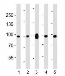 Western blot analysis of lysate from mouse 1) NIH3T3 cell line, 2) brain, 3) heart, 4) pancreas and 