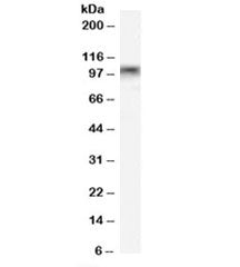 Western blot testing of rat stomach lysate with MYBL2 antibody at 0.1ug/ml. Predicted molecular weig