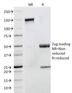 CD53 Antibody