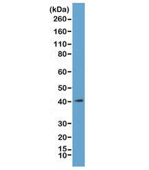 H2AFY Antibody / Macro H2A.1