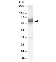 IFT74 Antibody