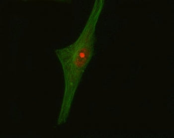Immunofluorescent staining of FFPE human U-87 MG cells with Crk-like protein antibody (red) and Alph