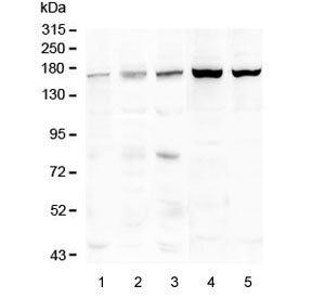 TIE2 Antibody / TEK